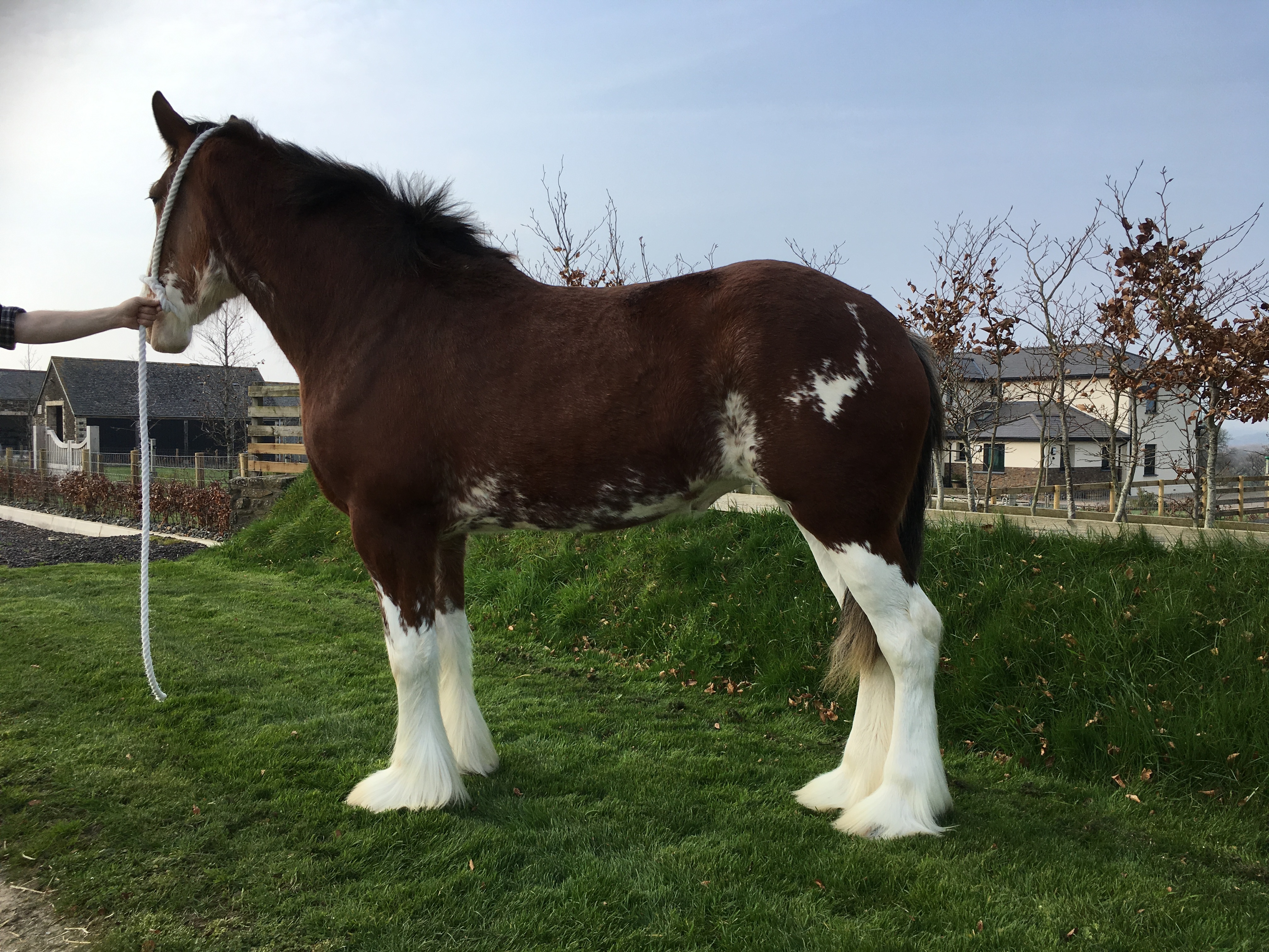 Horse For Sale -  (update 30 April 2017 - horse now sold) - 