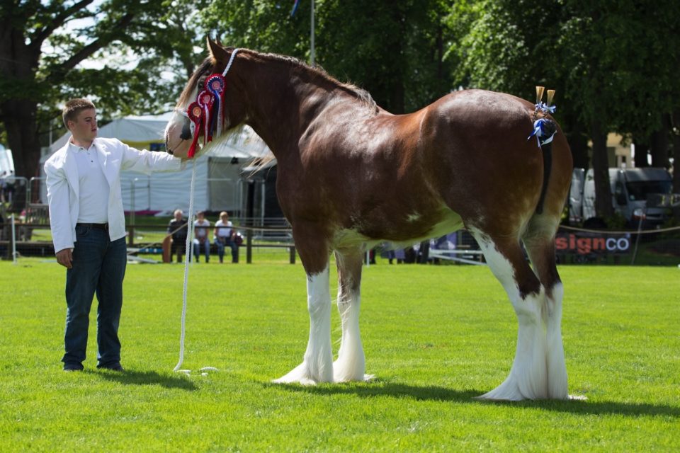 Clydesdale horse ~ Everything You Need to Know with Photos | Videos