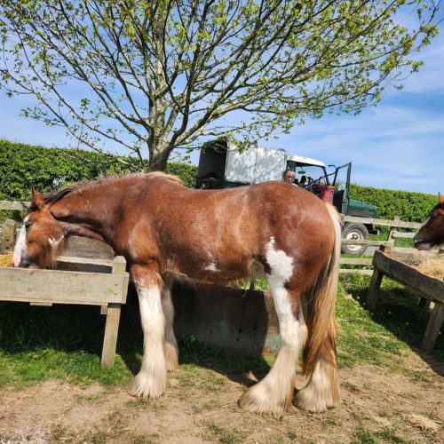 2 Year Old Filly