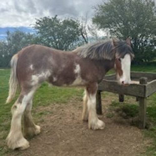 2024 Born Filly Foal