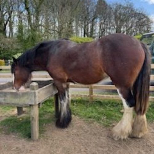3 Year Old Dark Bay Filly