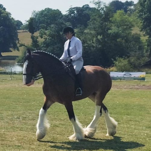 7 Year Old Bay Mare