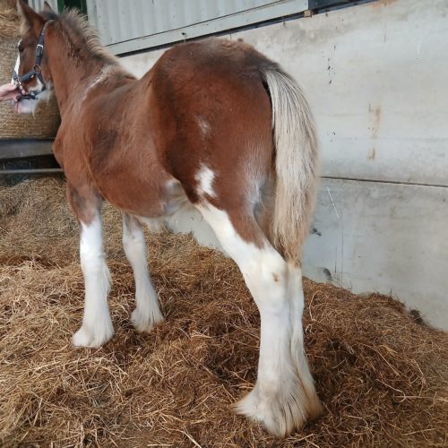 Anguston Fergus 1 Anguston Fergus 1