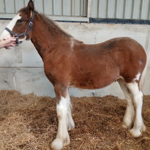 Anguston Fergus 2 Anguston Fergus 2