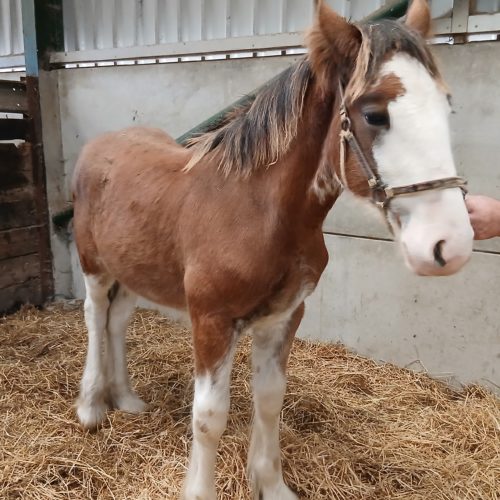 Anguston Finlay 1 Anguston Finlay 1