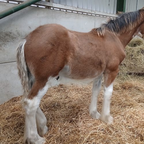 Anguston Finlay 2 Anguston Finlay 2